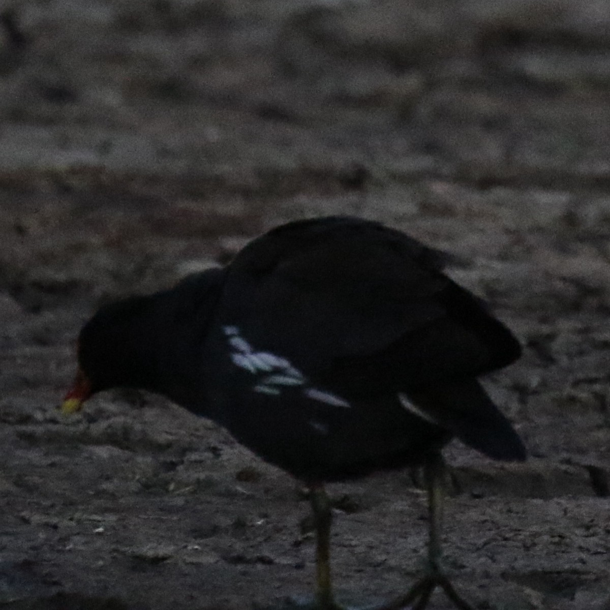 Eurasian Moorhen - ML643567075
