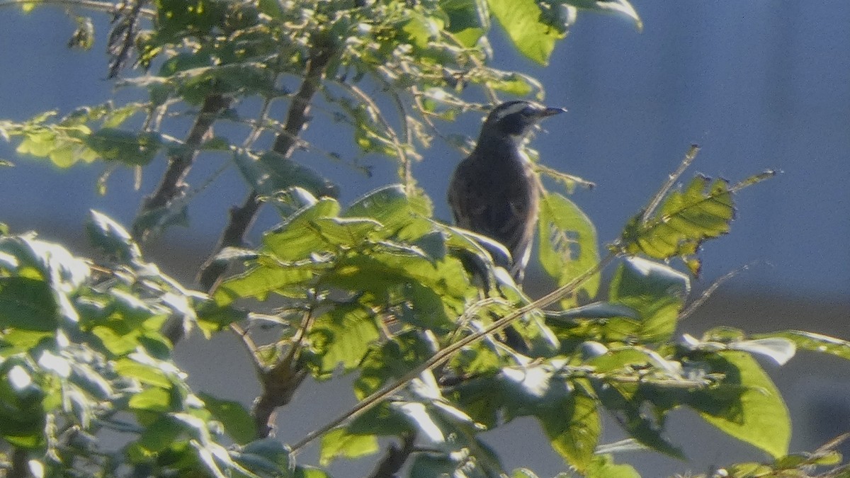 Dusky Thrush - ML643567076