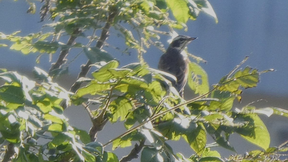 Dusky Thrush - ML643567077