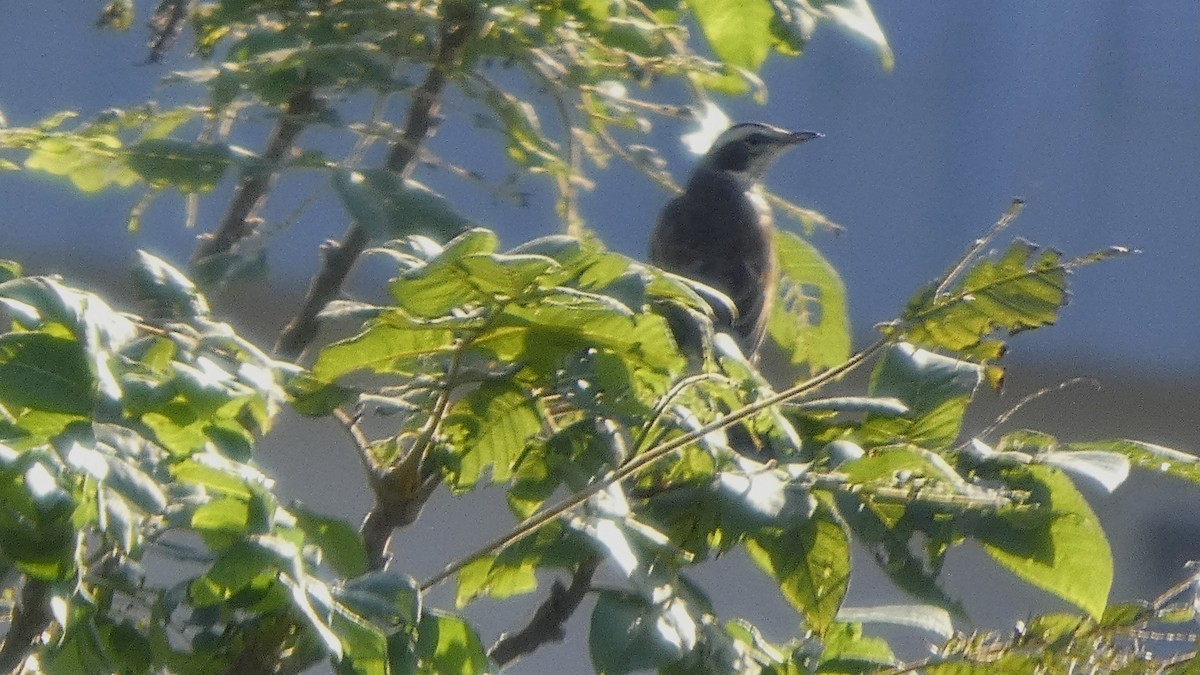 Dusky Thrush - ML643567078