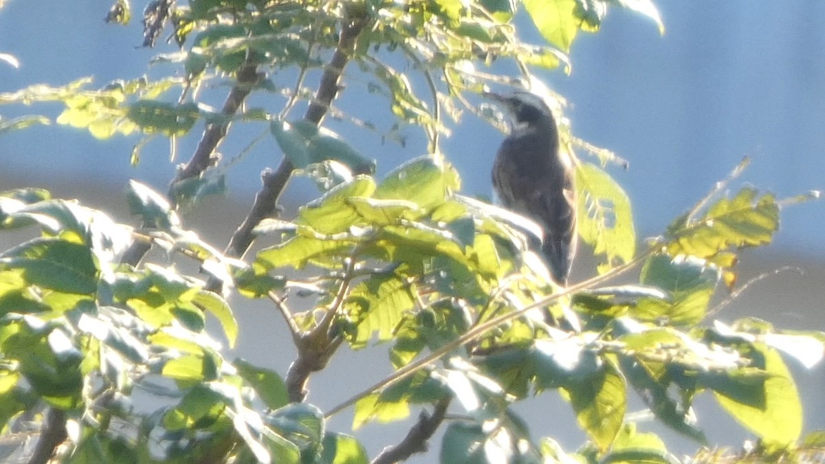 Dusky Thrush - ML643567081