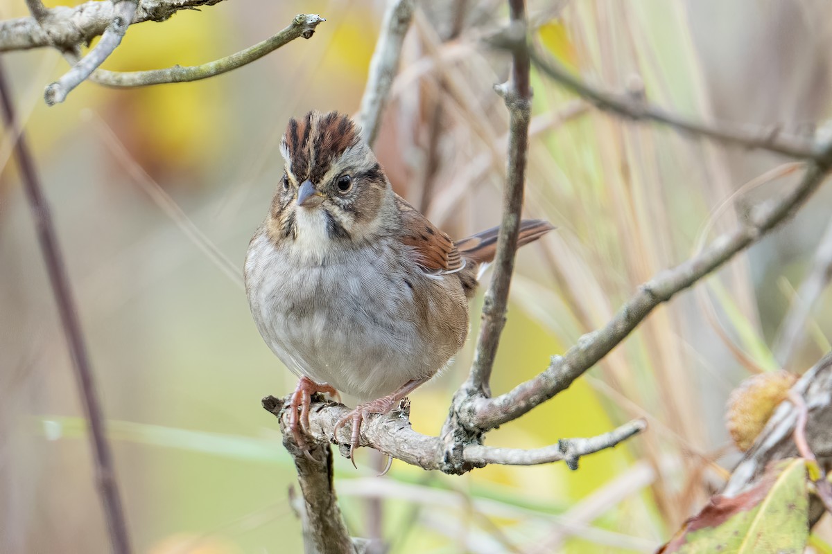 Swamp Sparrow - ML643567082