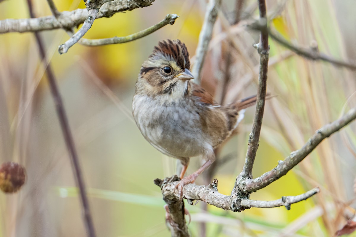 Swamp Sparrow - ML643567083
