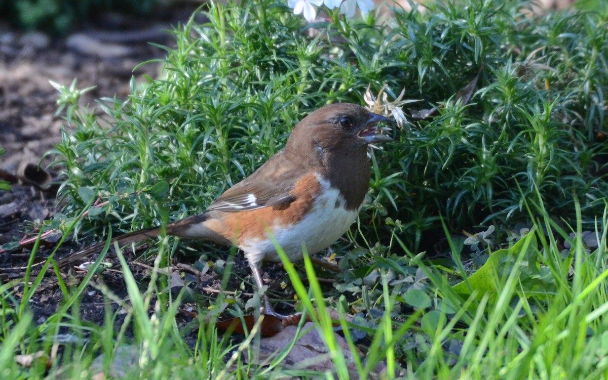 pipilo rudooký - ML643567085