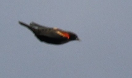 Red-winged Blackbird - ML643567086