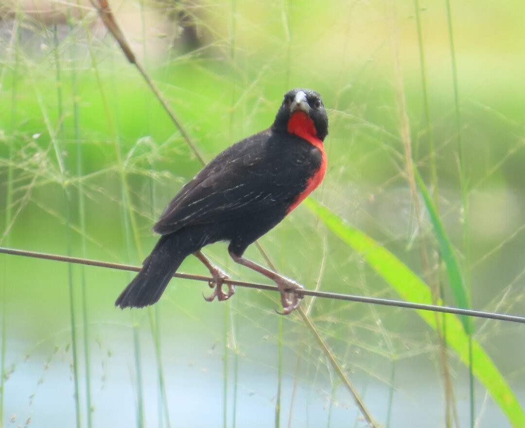 Red-breasted Meadowlark - ML643567090