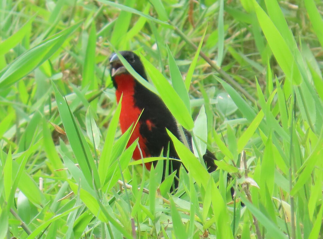 Red-breasted Meadowlark - ML643567091