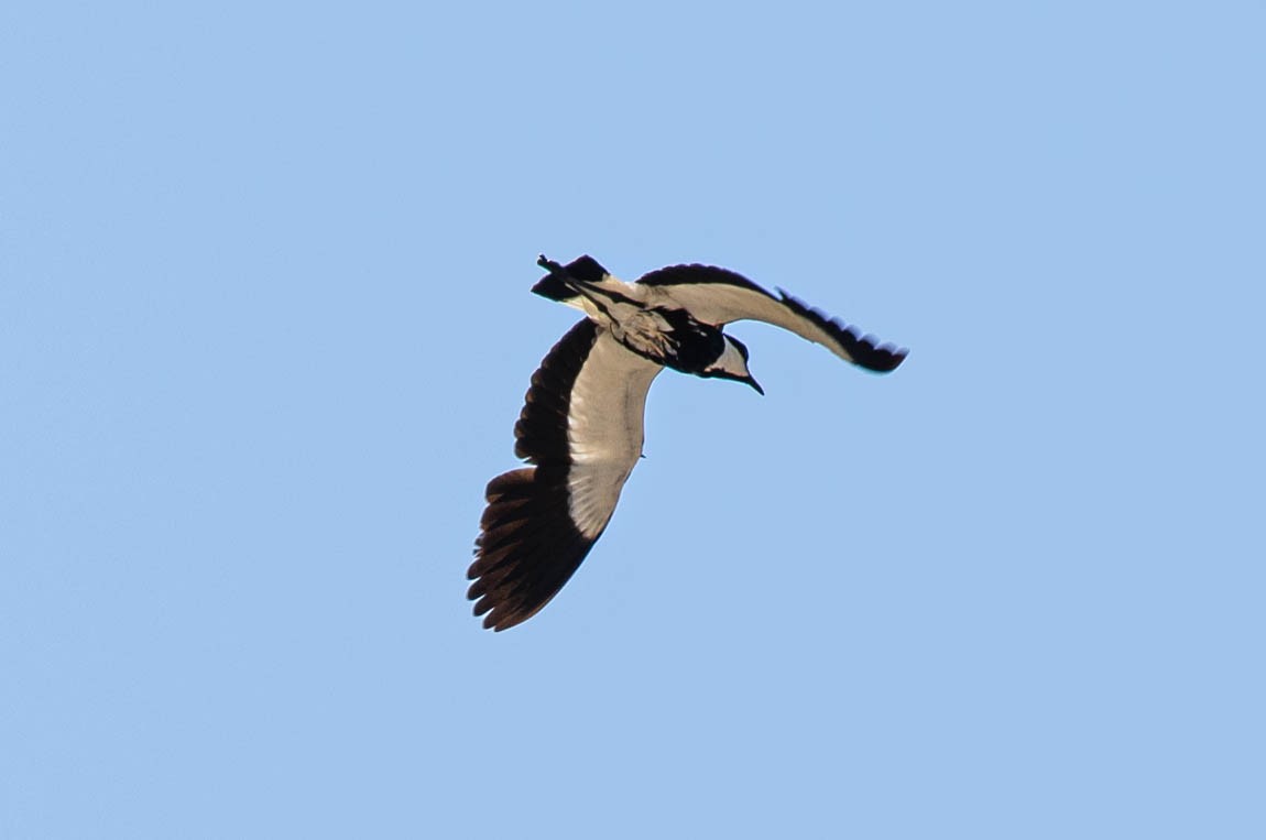Vanneau à éperons - ML643567106