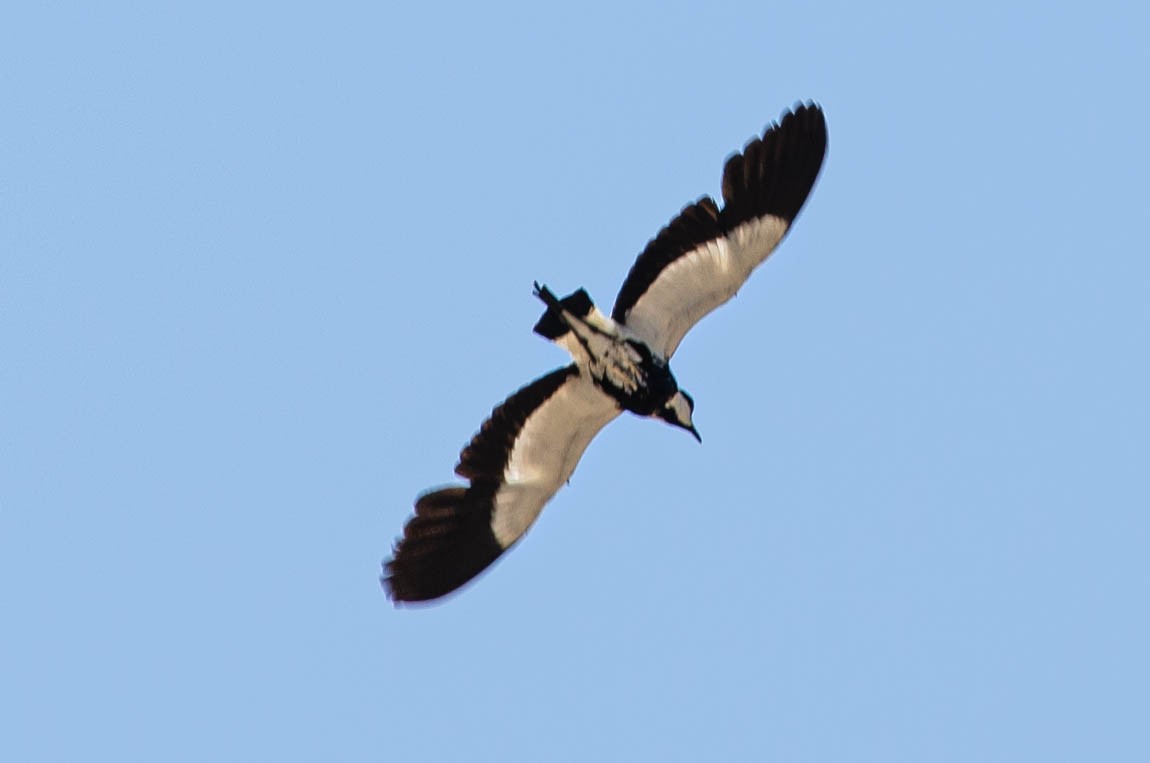 Vanneau à éperons - ML643567107