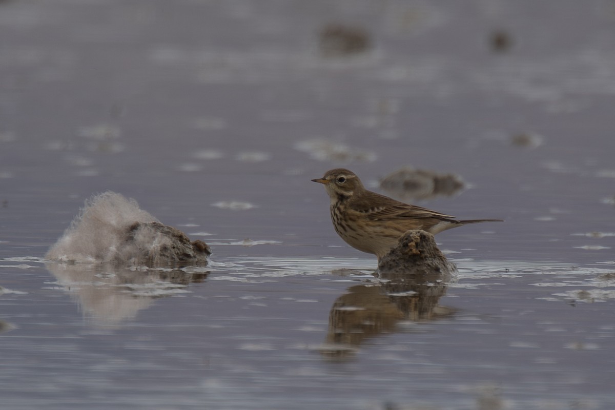 American Pipit - ML643567115