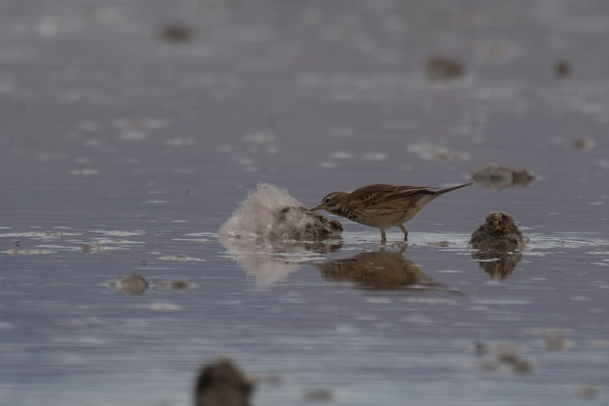 American Pipit - ML643567116