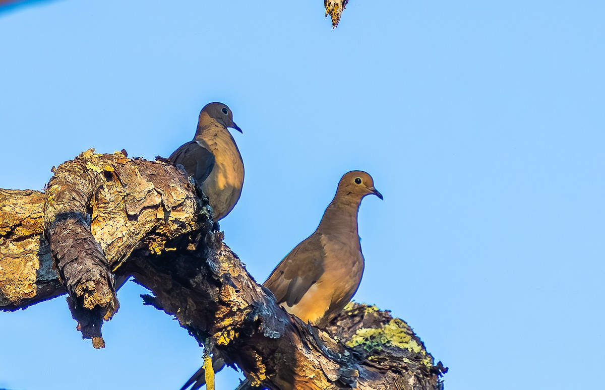 Mourning Dove - ML643567119