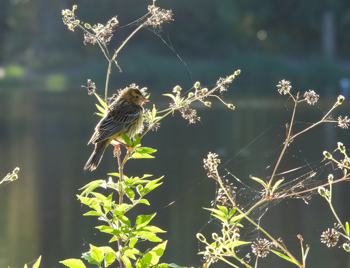 Bobolink - ML643567123