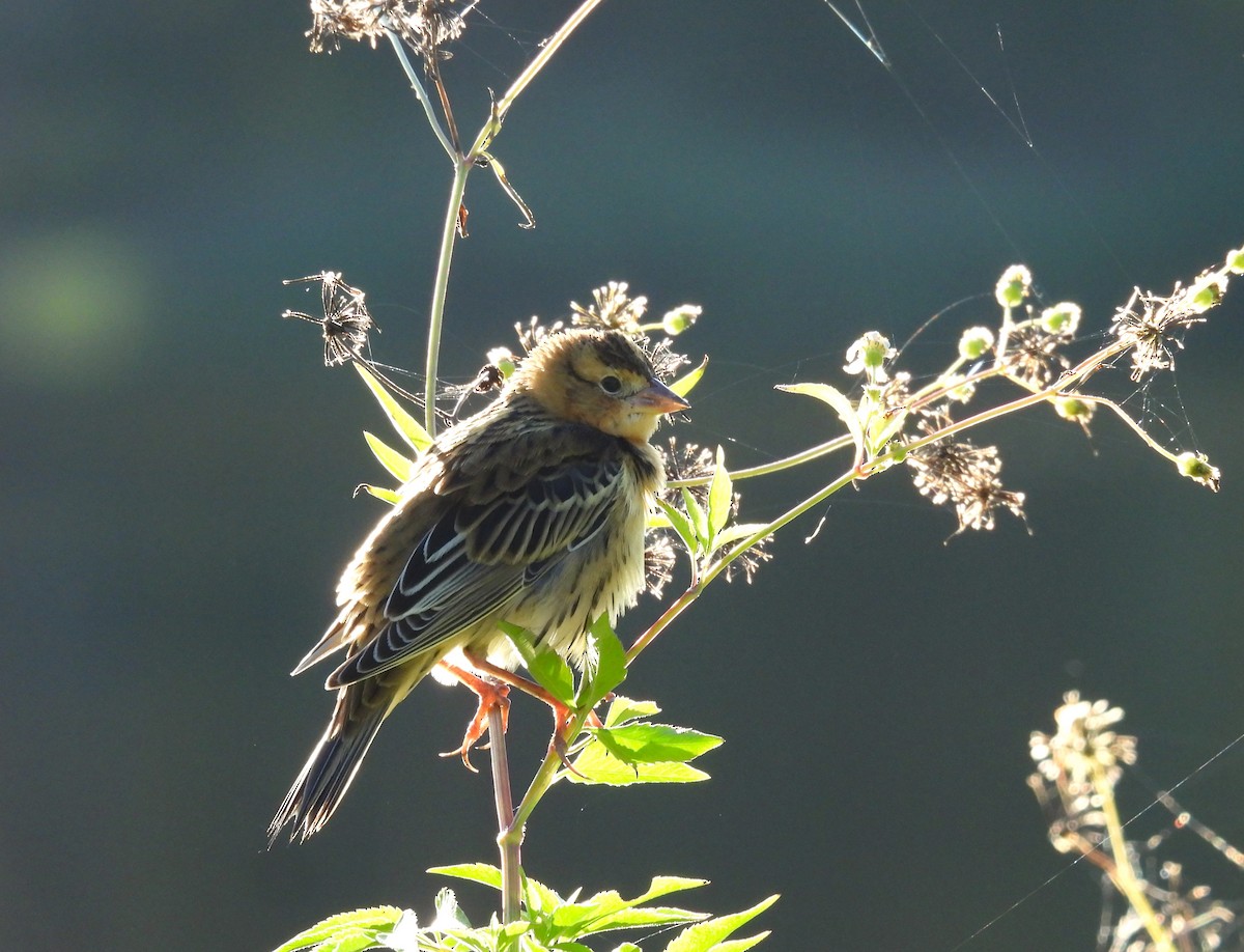 Bobolink - ML643567124