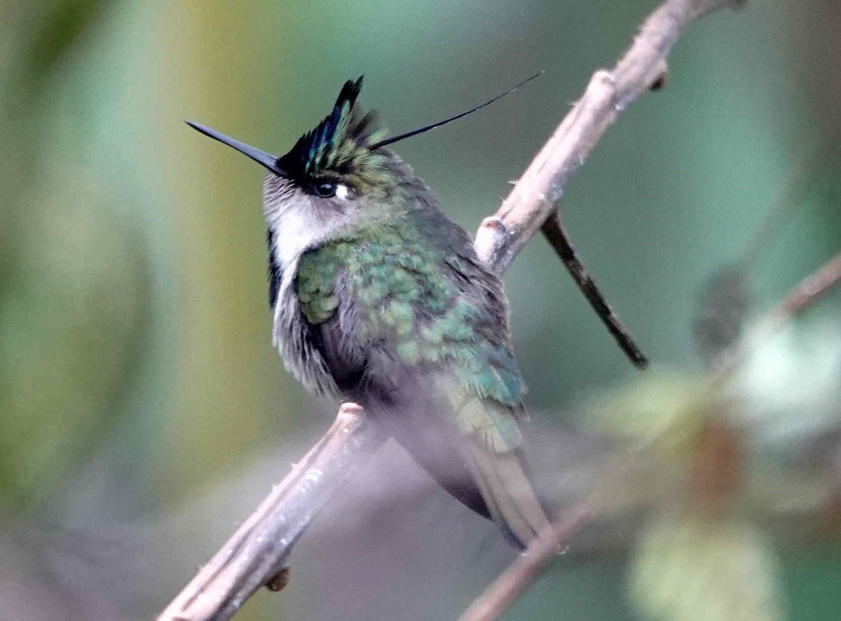 Колібрі пурпуровочубий - ML643567126