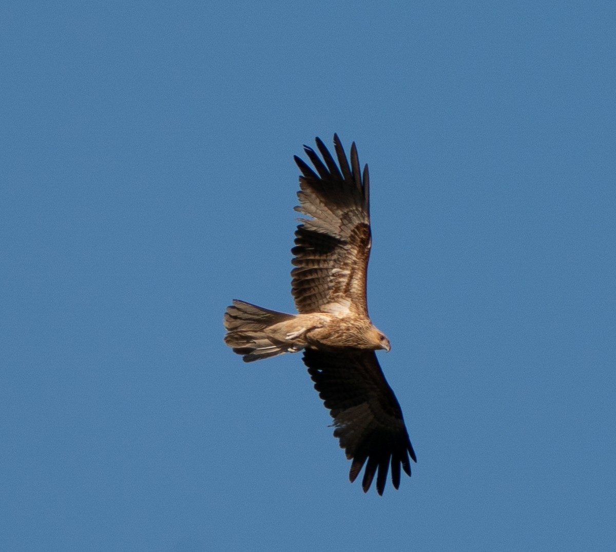 Whistling Kite - ML643567130