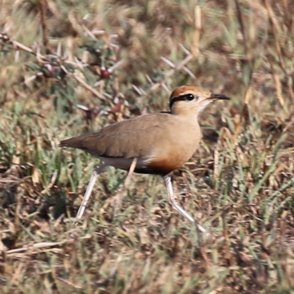 Temminckrennvogel - ML643567136