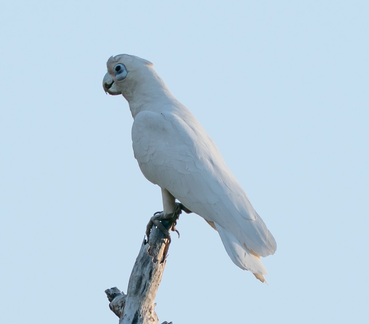 Little Corella - ML643567140