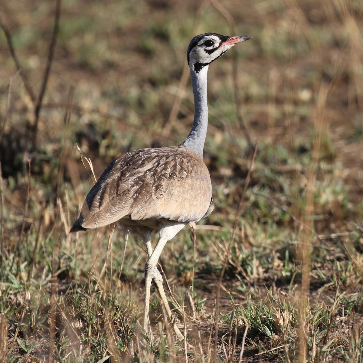 Outarde du Sénégal - ML643567142