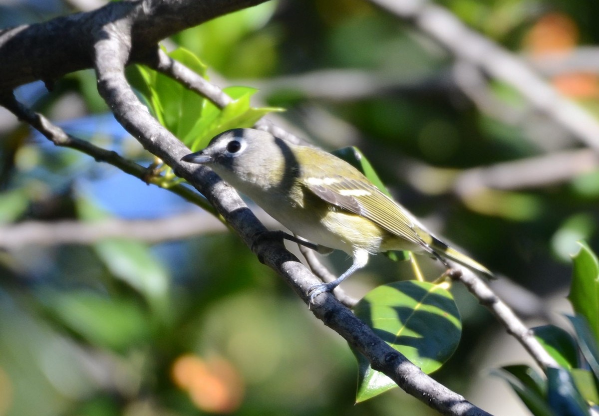 Vireo Solitario - ML643567145