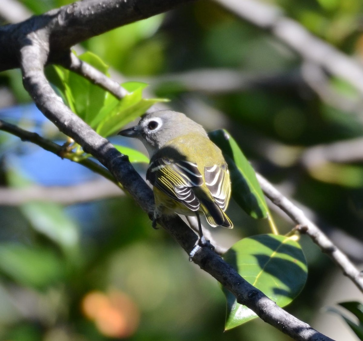 Vireo Solitario - ML643567152
