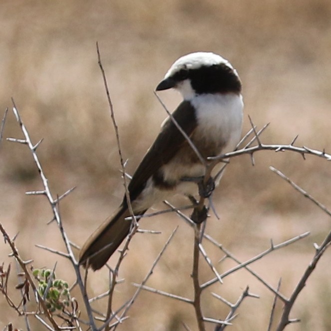 White-rumped Shrike - ML643567155