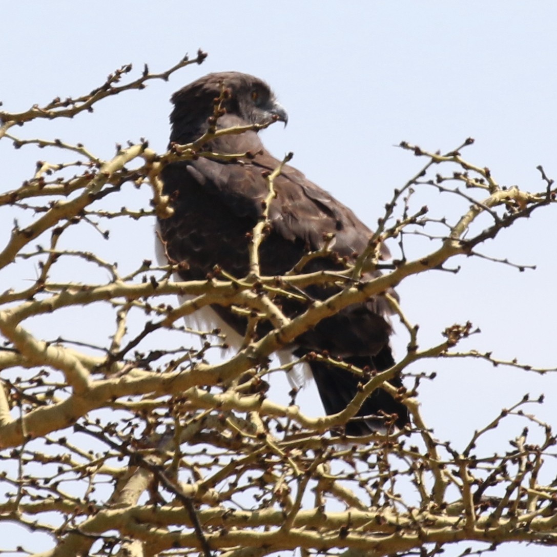 Black-chested Snake-Eagle - ML643567164