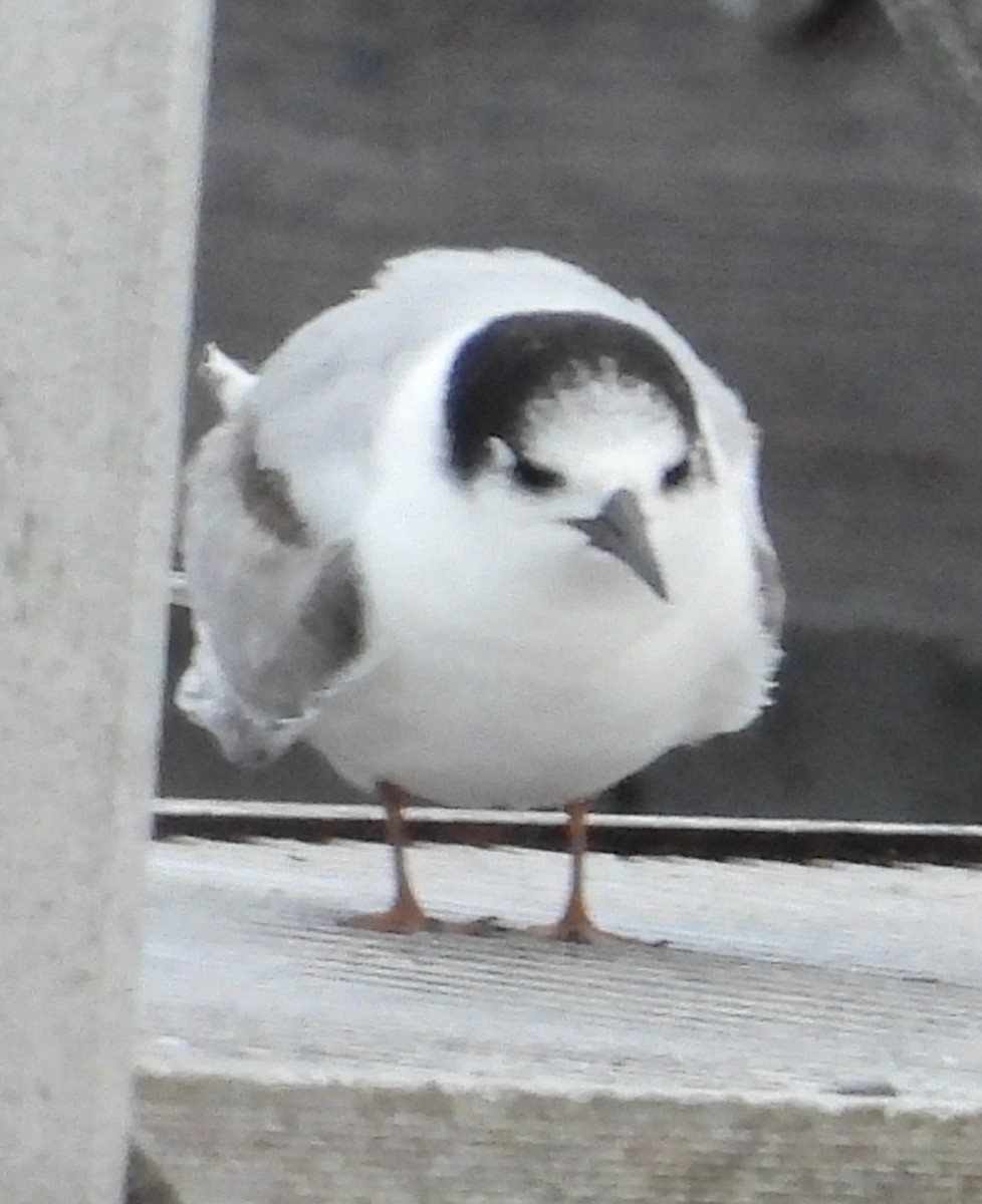 Common Tern - ML643567172