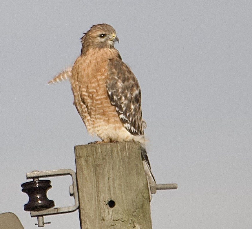 Red-shouldered Hawk (lineatus Group) - ML643567176
