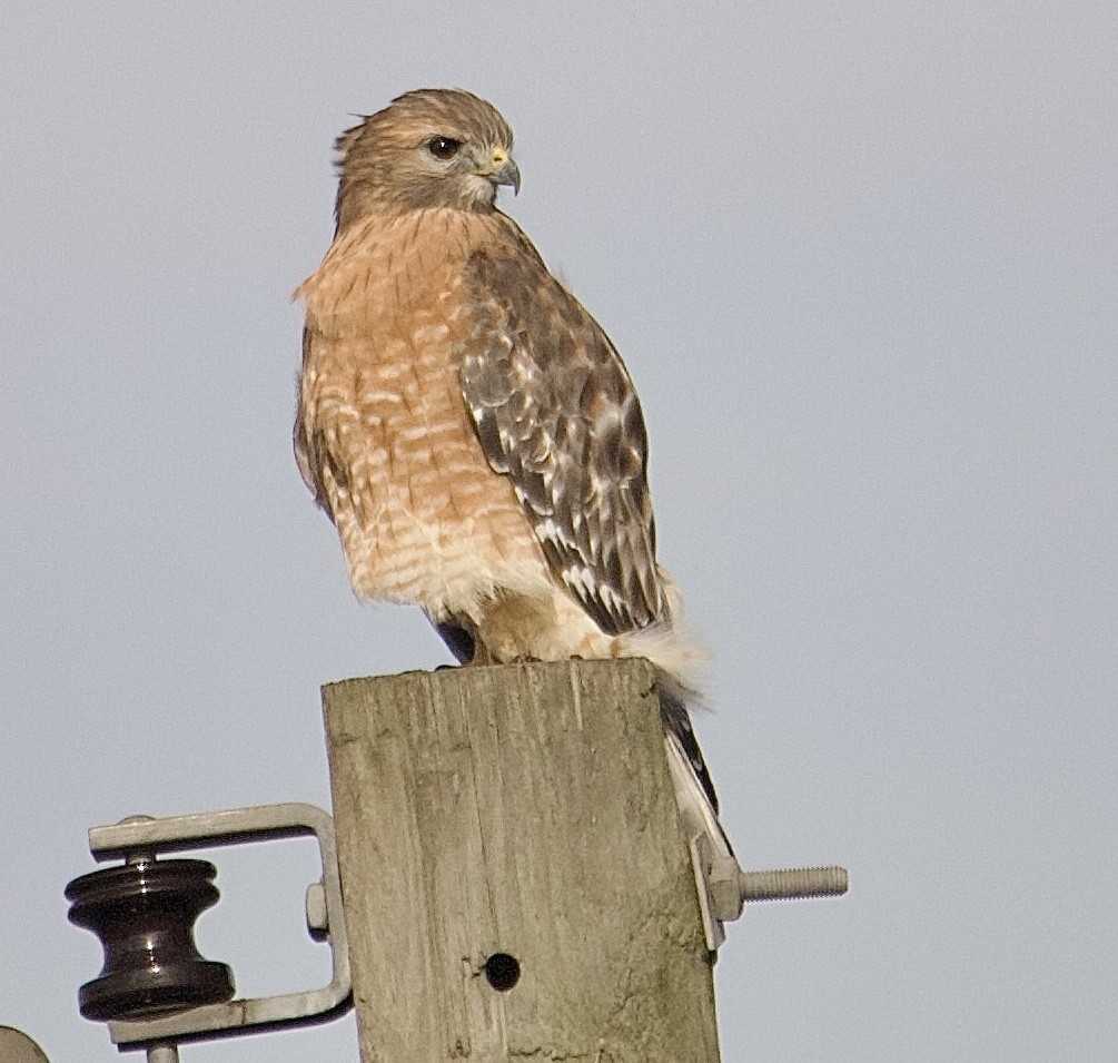 Red-shouldered Hawk (lineatus Group) - ML643567177