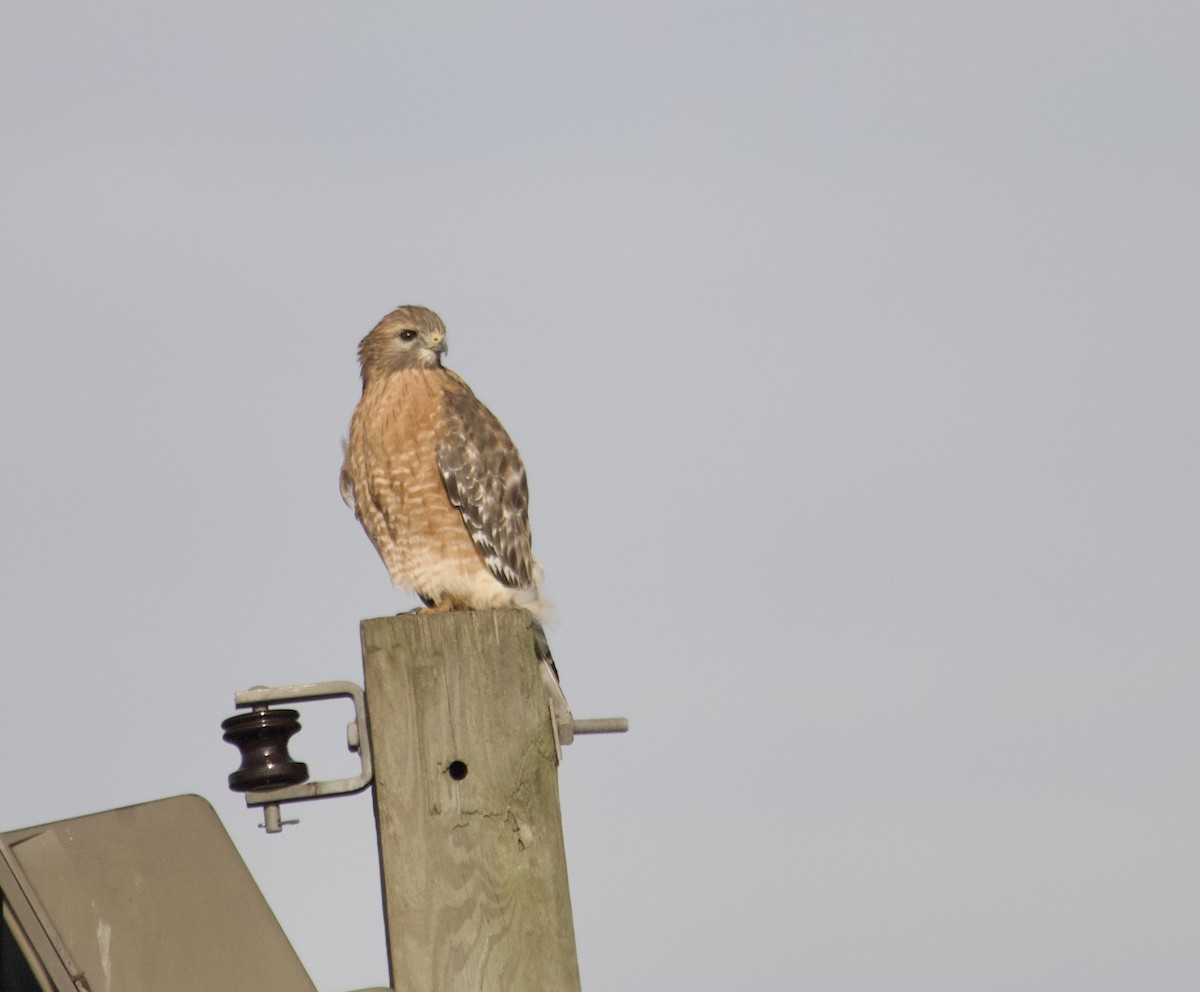 Red-shouldered Hawk (lineatus Group) - ML643567178