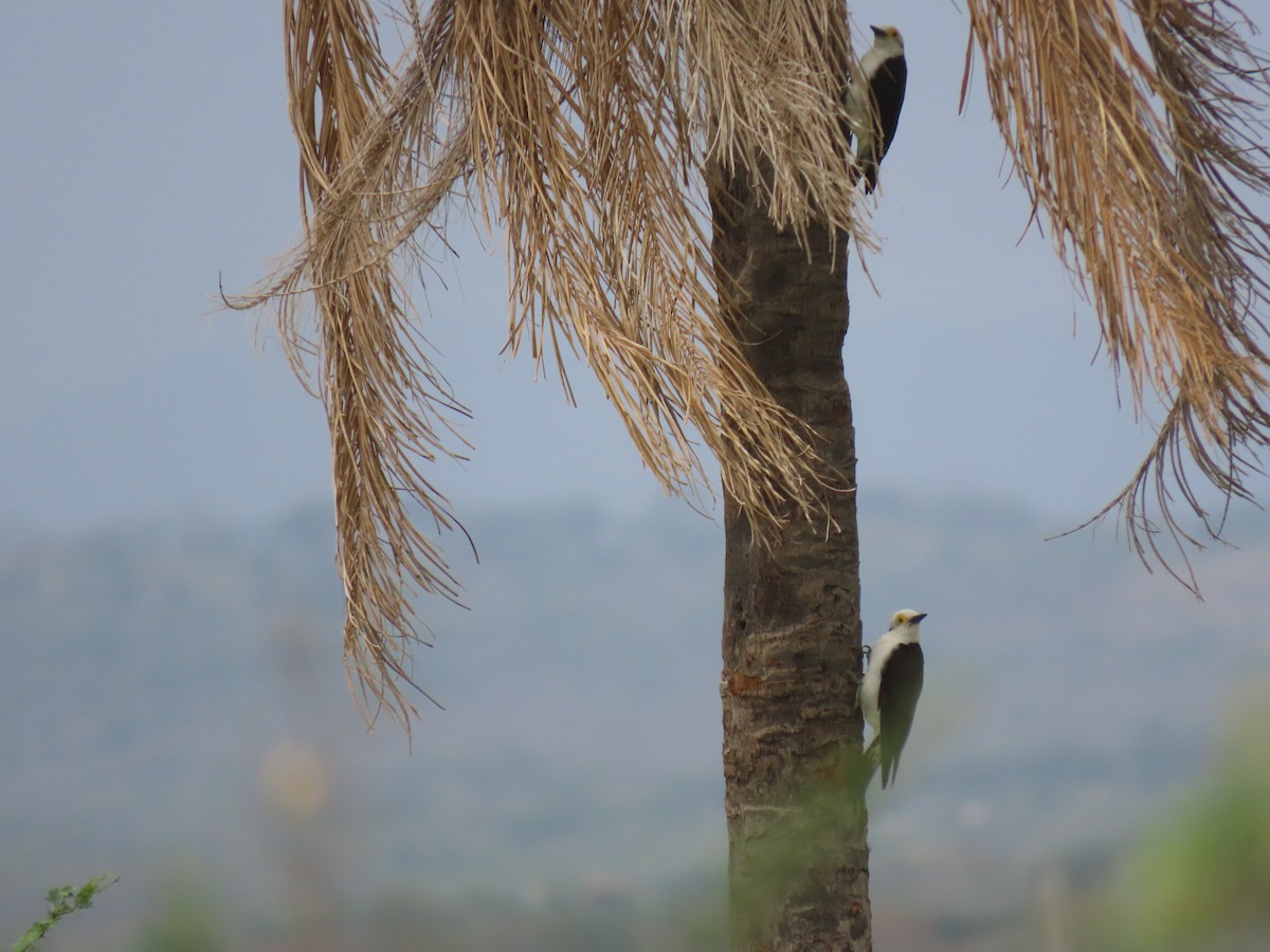 White Woodpecker - ML643567186