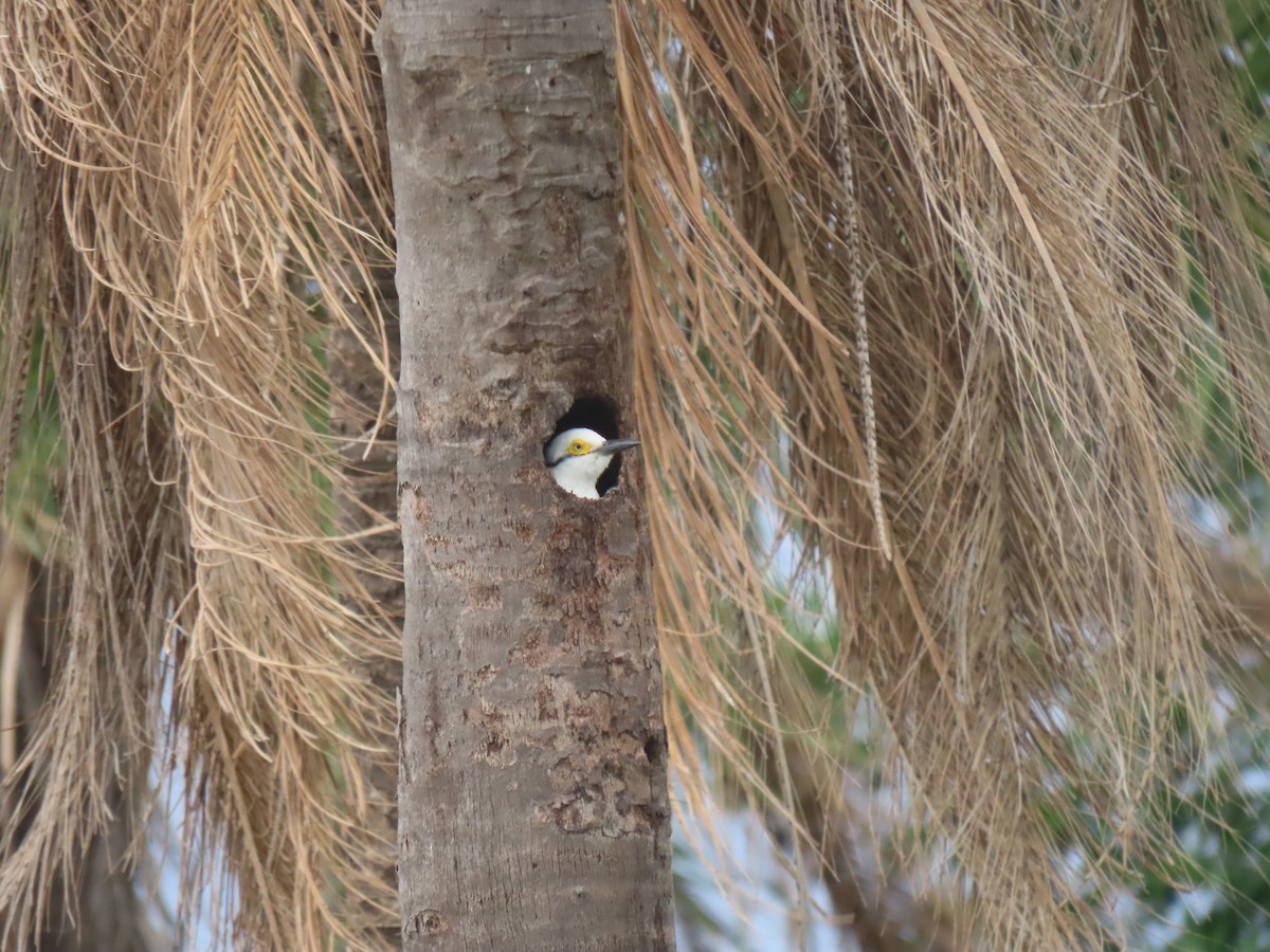 White Woodpecker - ML643567187
