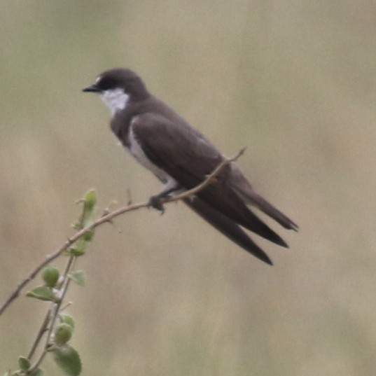 Banded Martin - ML643567188