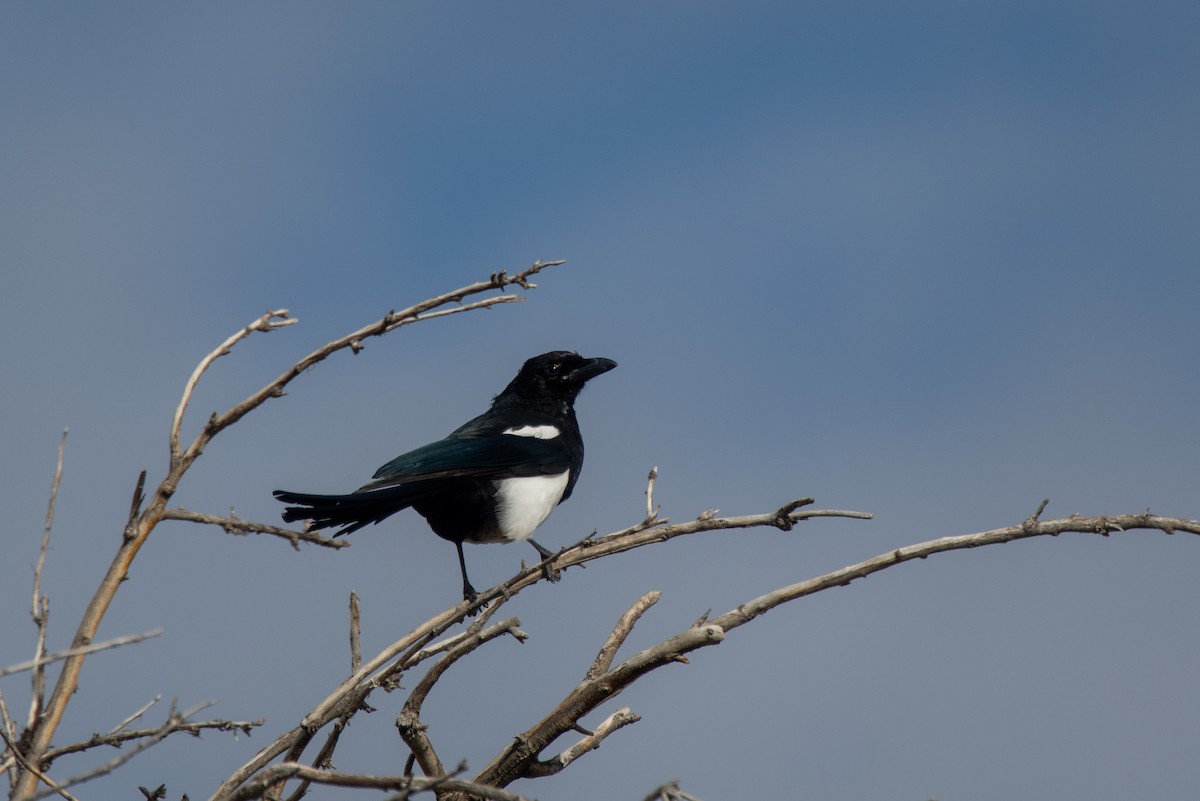Black-billed Magpie - ML643567192