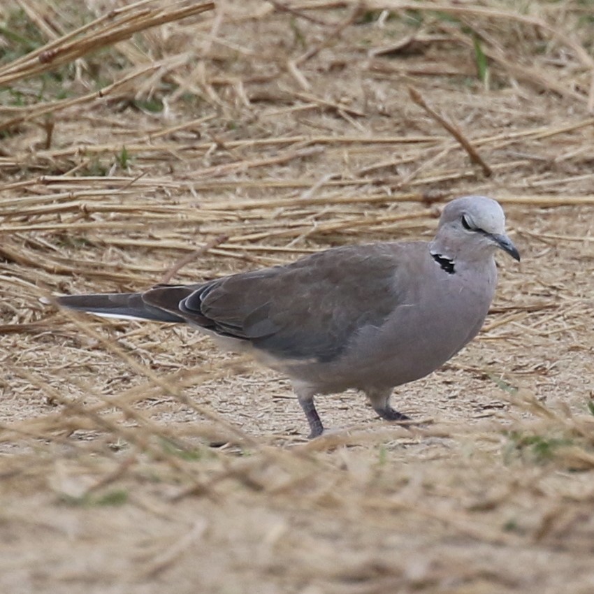 Ring-necked Dove - ML643567204