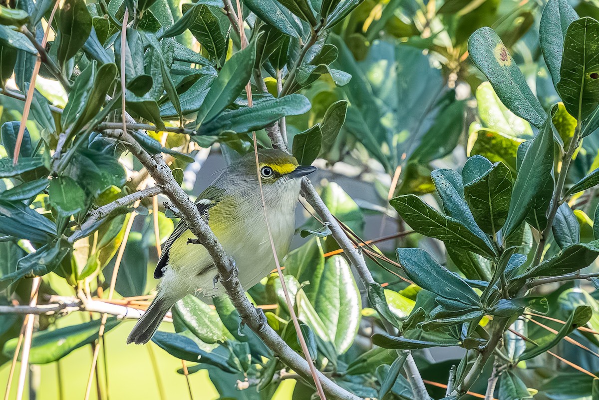 hvitøyevireo - ML643567205
