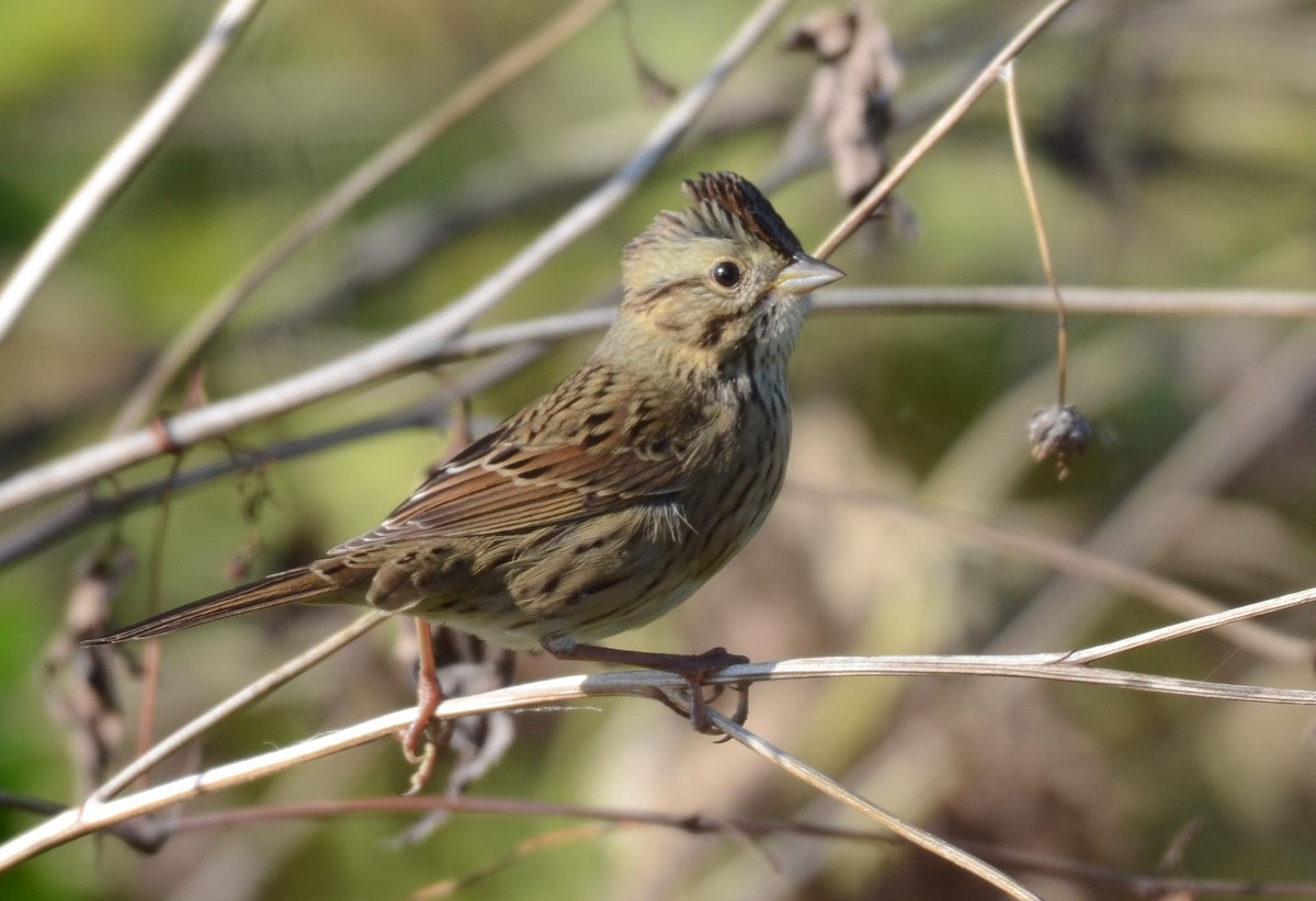 Lincoln's Sparrow - ML643567207