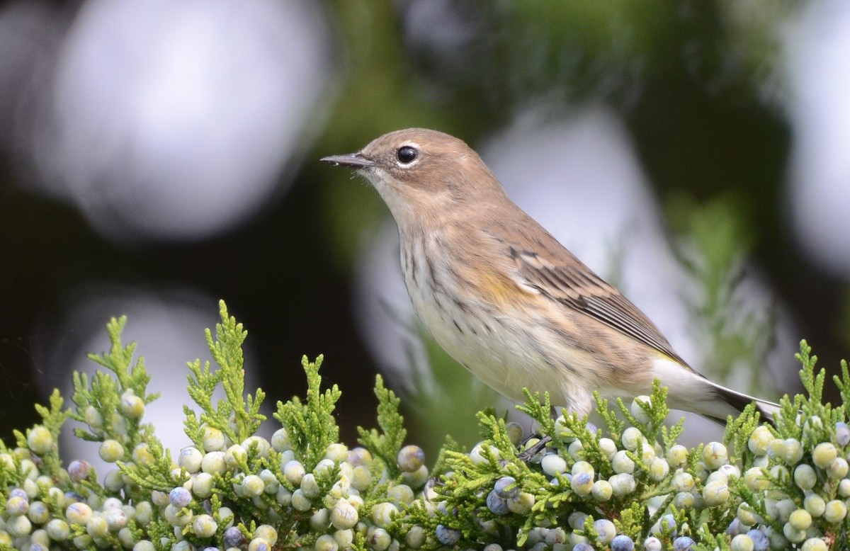 Yellow-rumped Warbler - ML643567211
