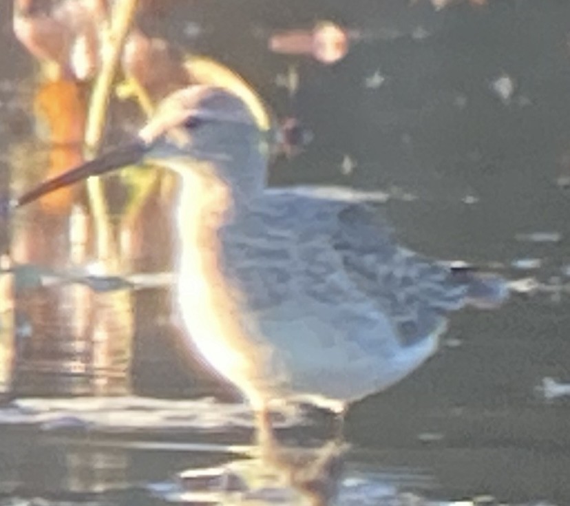 Stilt Sandpiper - ML643567216