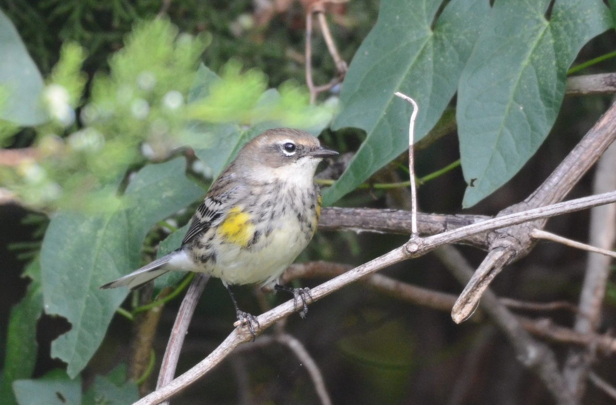 Yellow-rumped Warbler - ML643567220