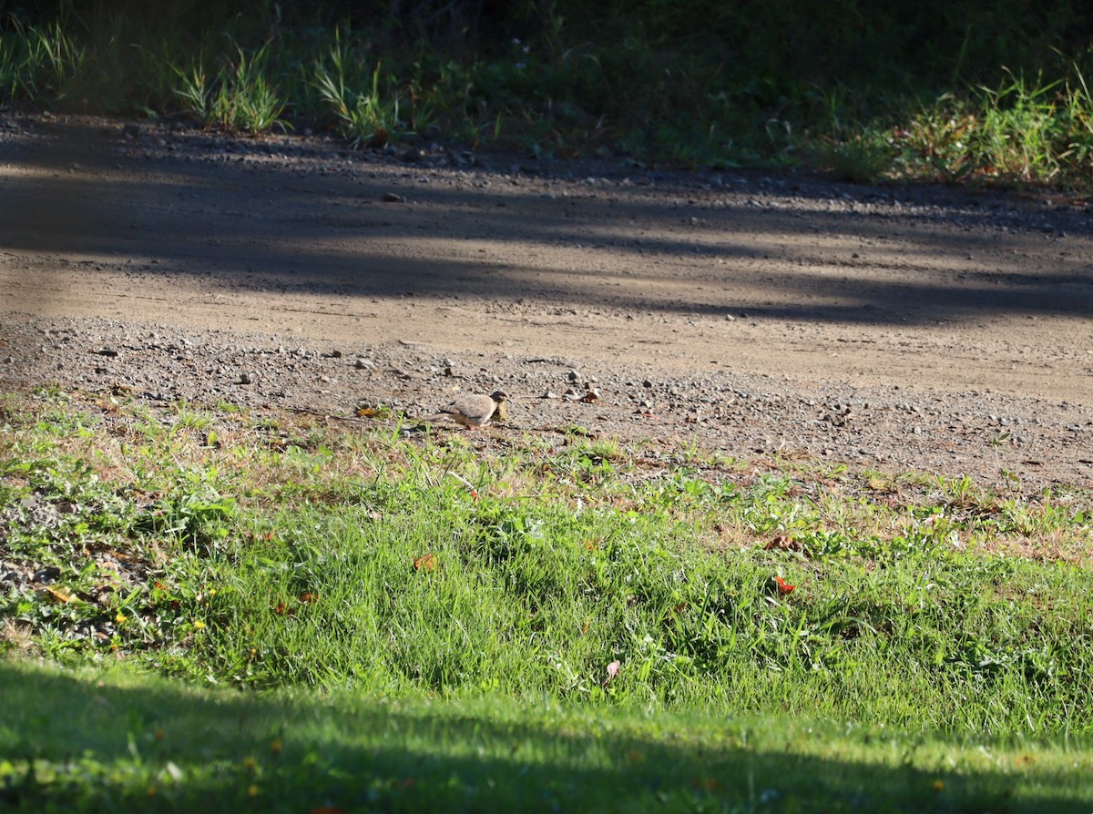 Mourning Dove - ML643567226