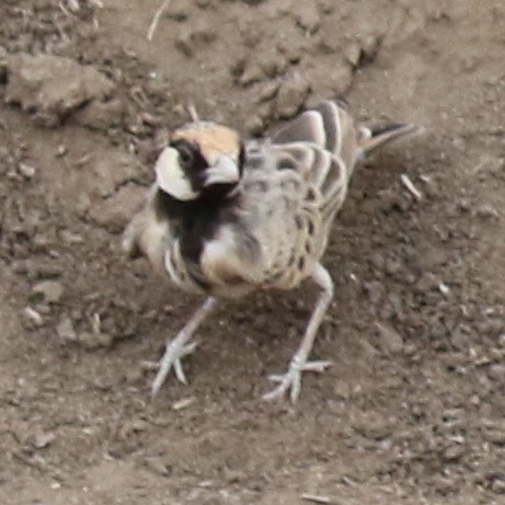 Fischer's Sparrow-Lark - ML643567240