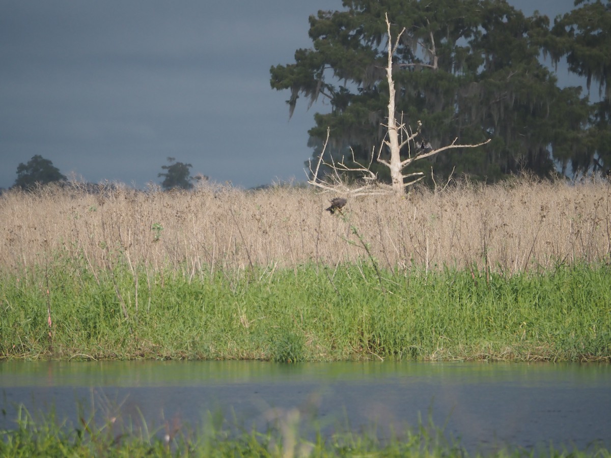 Snail Kite - ML643567241