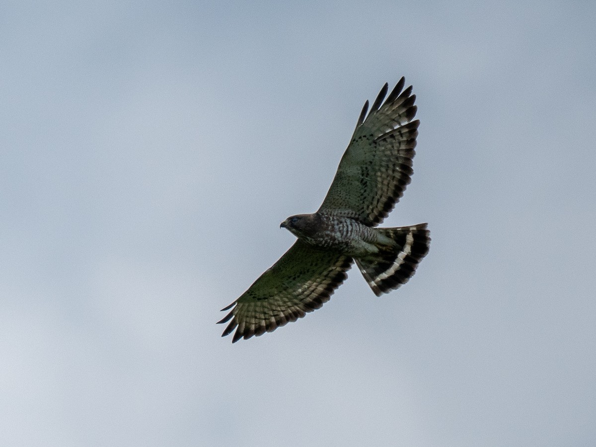 Broad-winged Hawk - ML643567245