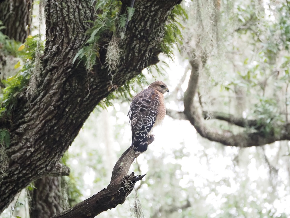 Red-shouldered Hawk - ML643567267