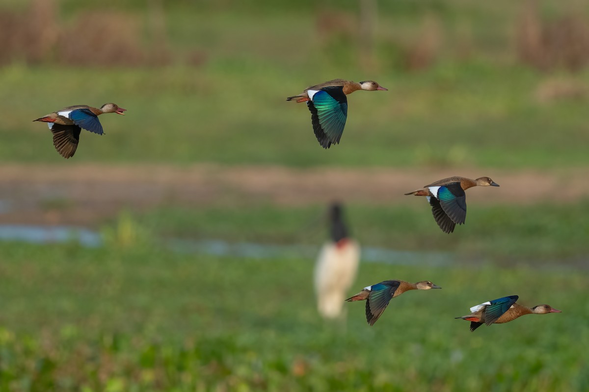 Brazilian Teal - ML643567283