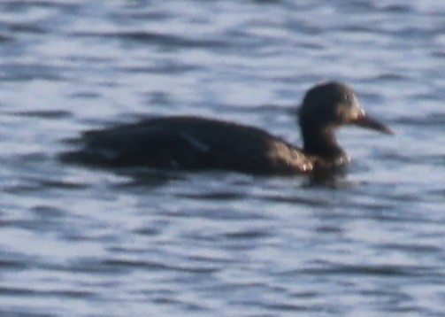 White-winged Scoter - ML643567298