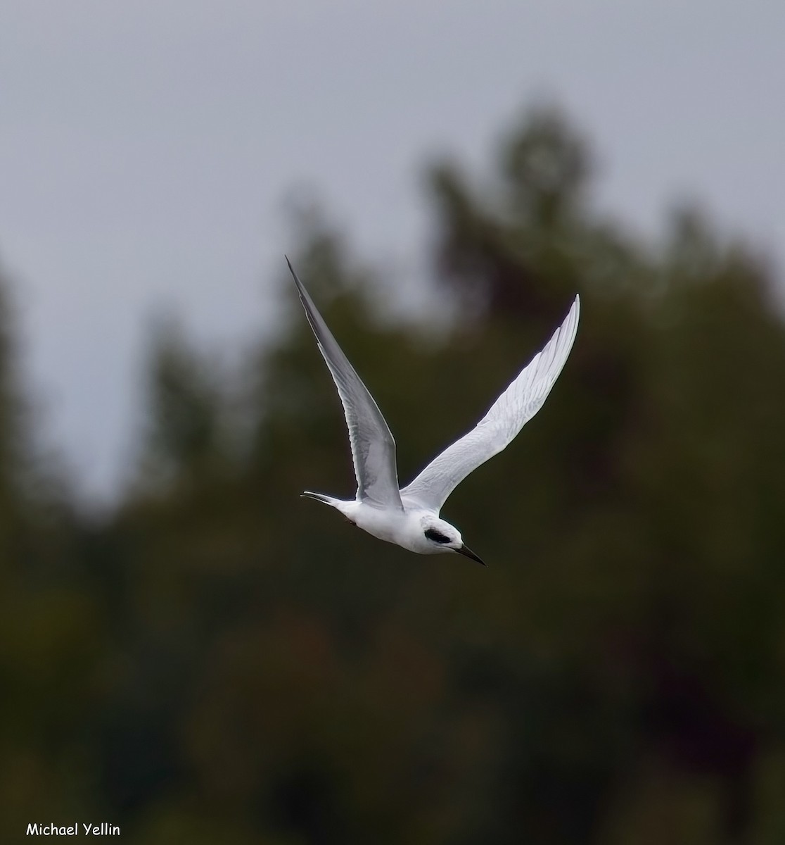 Forster's Tern - ML643567305