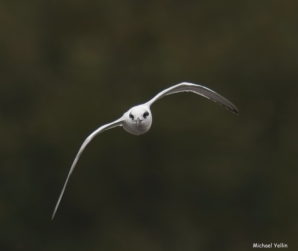 Forster's Tern - ML643567316